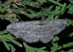 Anavitrinella pampinaria P1500806a by 
xpda. Used under a CC BY-SA 4.0 license.