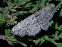 Anavitrinella pampinaria P1500807a by 
xpda. Used under a CC BY-SA 4.0 license.