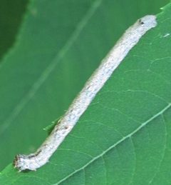 Anavitrinella pampinaria larva by Jacy Lucier. Used under a CC BY-SA 4.0 license.