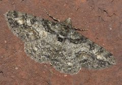 Cleora sublunaria P1170558a by 
xpda. Used under a CC BY-SA 4.0 license.
