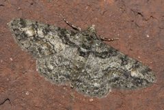 Cleora sublunaria P1170559a by 
xpda. Used under a CC BY-SA 4.0 license.