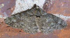 Cleora sublunaria P1570751a by 
xpda. Used under a CC BY-SA 4.0 license.