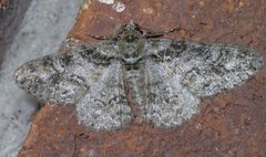 Cleora sublunaria P1570954a by 
xpda. Used under a CC BY-SA 4.0 license.