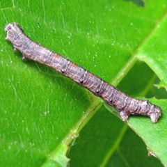 Cleora sublunaria larva by Jacy Lucier. Used under a CC BY-SA 4.0 license.