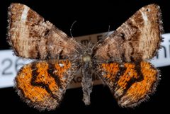 Dasyfidonia avuncularia by Jeremy deWaard, University of British Columbia. Used under a CC BY 3.0 license.