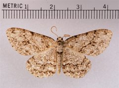 Ectropis crepuscularia by wikipedia. Used under a Attribution license.