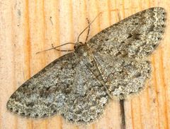 Ectropis crepuscularia01 by wikipedia. Used under a Attribution license.