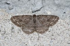 Ectropis crepuscularia Bytom by Adrian Tync. Used under a CC BY-SA 4.0 license.