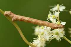 Ectropis crepuscularia caterpillar - Keila by 
Ivar Leidus. Used under a CC BY-SA 4.0 license.