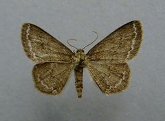 Ectropis crepuscularia female by Dumi. Used under a CC BY-SA 3.0 license.