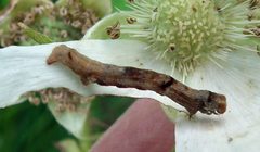 Ectropis crepuscularia larva by Jacy Lucier. Used under a CC BY-SA 4.0 license.