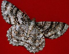 Epimecis hortaria by Cyndy Sims Parr. Used under a CC BY-SA 2.0 license.
