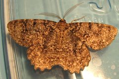 Epimecis hortaria 1 by Jacy Lucier. Used under a CC BY-SA 4.0 license.
