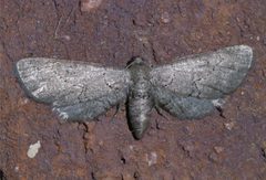 Exelis pyrolaria P1390634a by 
xpda. Used under a CC BY-SA 4.0 license.