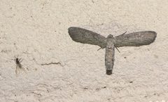 Glaucina P1090400a by 
xpda. Used under a CC BY-SA 4.0 license.