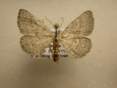 Glena cognataria by Unknown authorUnknown author. Used under a Public domain license.