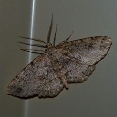 Hesperumia latipennis by Dendroica cerulea. Used under a CC BY 2.0 license.