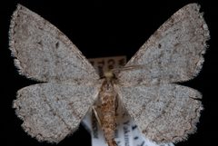 Hesperumia latipennis1 by Jeremy deWaard, University of British Columbia. Used under a CC BY 3.0 license.