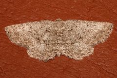 Hesperumia latipennis2 by CBG Photography Group, Centre for Biodiversity Genomics. Used under a CC0 license.