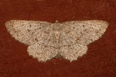 Hesperumia latipennis3 by CBG Photography Group, Centre for Biodiversity Genomics. Used under a CC0 license.