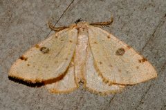 Hesperumia sulphuraria 01 by CBG Photography Group, Centre for Biodiversity Genomics. Used under a CC0 license.