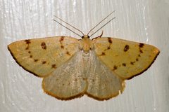 Hesperumia sulphuraria 02 by CBG Photography Group, Centre for Biodiversity Genomics. Used under a CC0 license.