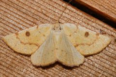 Hesperumia sulphuraria 03 by CBG Photography Group, Centre for Biodiversity Genomics. Used under a CC0 license.