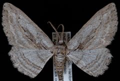 Iridopsis clivinaria1 by Jeremy deWaard, University of British Columbia. Used under a CC BY 3.0 license.
