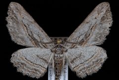 Iridopsis clivinaria2 by Jeremy deWaard, University of British Columbia. Used under a CC BY 3.0 license.
