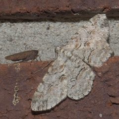 Iridopsis defectaria P1130114a by 
xpda. Used under a CC BY-SA 4.0 license.