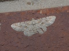 Iridopsis defectaria P1320046a by 
xpda. Used under a CC BY-SA 4.0 license.