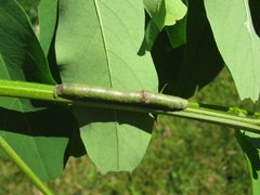 Iridopsis defectaria caterpillar by Beatriz Moisset. Used under a CC BY-SA 4.0 license.