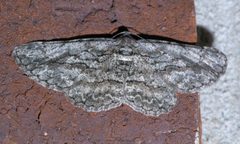 Iridopsis humaria P1540234a by
xpda. Used under a CC BY-SA 4.0 license.
