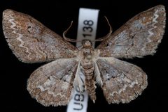 Iridopsis larvaria by Jeremy deWaard, University of British Columbia. Used under a CC BY 3.0 license.