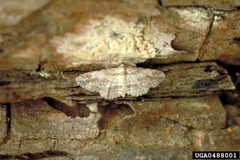 Iridopsis pergracilis adult by USDA Forest Service. Used under a CC BY 3.0 us license.