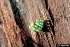 Iridopsis pergracilis eggs by USDA Forest Service. Used under a CC BY 3.0 us license.