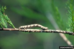 Iridopsis pergracilis larva by USDA Forest Service. Used under a CC BY 3.0 us license.