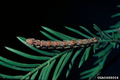 Iridopsis pergracilis larva1 by USDA Forest Service. Used under a CC BY 3.0 us license.