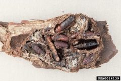 Iridopsis pergracilis pupae by Gerald J. Lenhard. Used under a CC BY 3.0 us license.