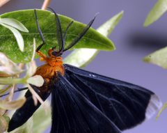 Melanchroia chephise by Clinton &amp; Charles Robertson from Del Rio, Texas &amp; College Station, TX, USA. Used under a CC BY 2.0 license.