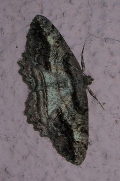 Neoalcis californiaria-Male-1 by Eugene Zelenko. Used under a CC BY-SA 4.0 license.