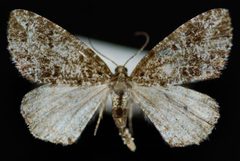 Orthofidonia exornata by Jeremy deWaard, University of British Columbia. Used under a CC BY 3.0 license.