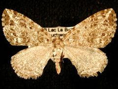 Orthofidonia tinctaria by Jeremy deWaard, University of British Columbia. Used under a CC BY 3.0 license.