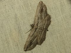 Pterotaea sp by Donald Hobern. Used under a CC BY 2.0 license.