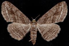 Stenoporpia separataria by Jeremy deWaard, University of British Columbia. Used under a CC BY 3.0 license.