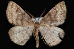Apodrepanulatrix litaria by Jeremy deWaard, University of British Columbia. Used under a CC BY 3.0 license.