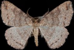 Apodrepanulatrix litaria1 by Jeremy deWaard, University of British Columbia. Used under a CC BY 3.0 license.