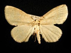 Cabera erythemaria by Jeremy deWaard, University of British Columbia. Used under a CC BY 3.0 license.