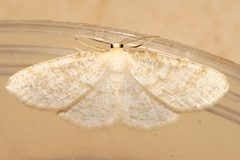 Cabera erythemaria2 by CBG Photography Group, Centre for Biodiversity Genomics. Used under a CC0 license.