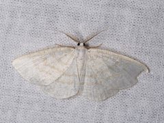 Cabera exanthemata 22575103 by Donald Hobern. Used under a CC BY 4.0 license.